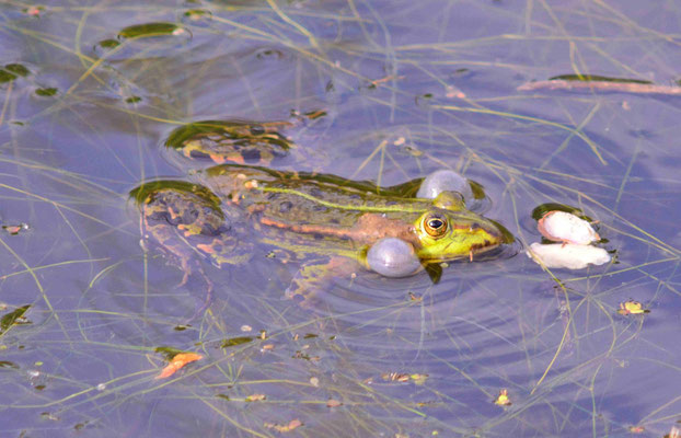 127 - Frosch beim Quaken mit dicken Backen.