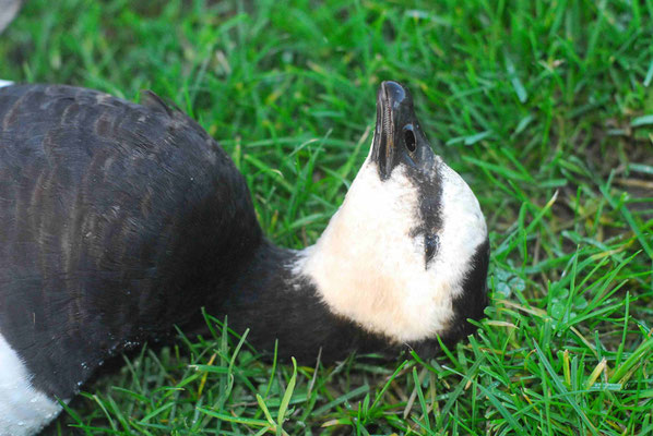 148 - Wildgans, tote Wildgans, krank, Vogelgrippe, bird flue