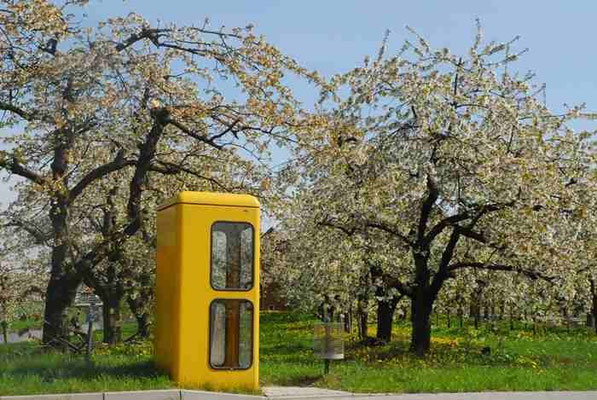 50- Apfelblüte, Apfelbaum,  alte Telefonzelle, bei Hambugr, Altes Land