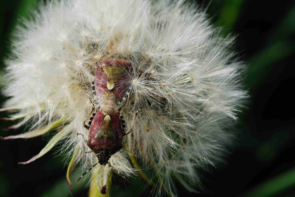 100- Löwenzahn, Pusteblume, Taraxacum officinale