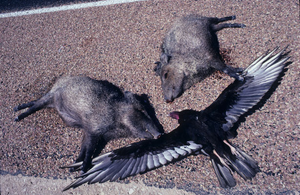 119- WIldschweine erlegt, Geier tot auf Strasse, USA