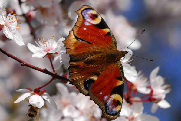 63- Tagpfauenauge, Falter, Schmetterling, auf Kirschblüte, aprikosenblüte