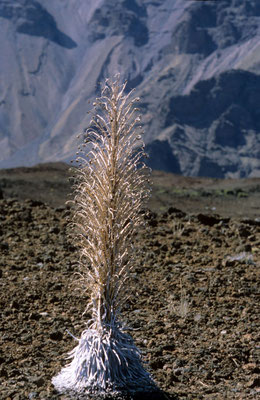 115- silver sword, Hawaii