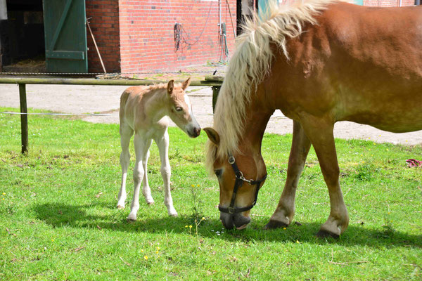 115 - Pferd mit Fohlen.