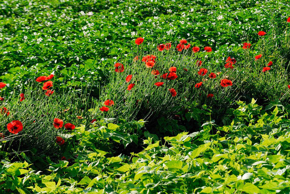 37- Gemüsefeld, Klatschmohn