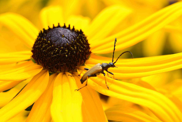 48- Halsbockkäfer, Käfer, gelb, ocker, Makro, Makroaufnahme, gelber Sonnenhut.