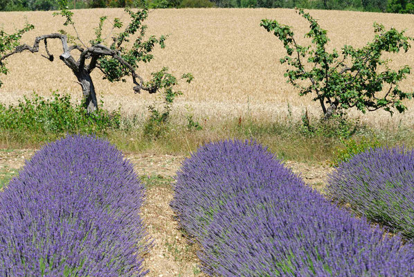 63-  Lavendelfeld, Lavendel, Frankreich, Provence