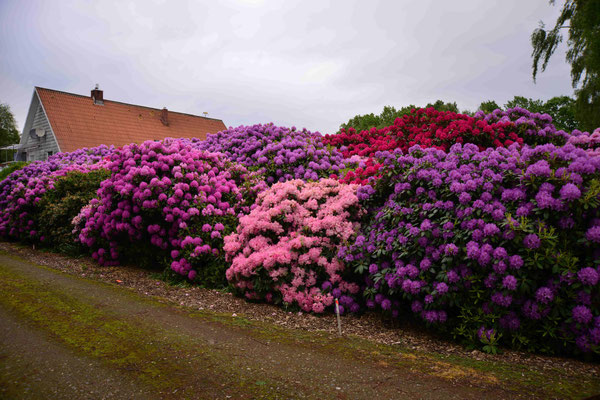 150 - Rhododendronbüsche wunderschön farbig