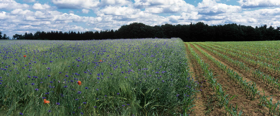 13- Getreidefeld mit Kornblumen, Getreide, Feld, Kornblumen, Mais