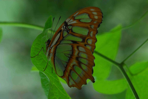 58- Malachitfalter, Malachit, Schmetterling, Falter, grün, Muster braun, Siproeta stelenes, Edelfalter