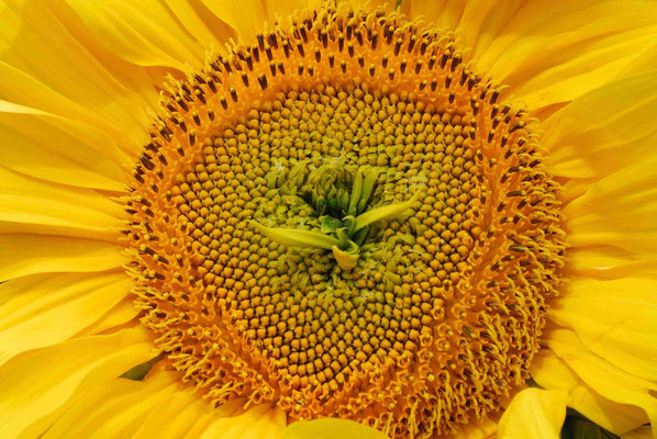 110- Sonnenblume, Helianthus, Fruchtstand