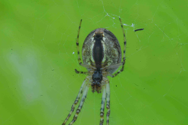 74- Herbstspinne, Radnetzspinne, Dickkieferspinne, Metellina merianae