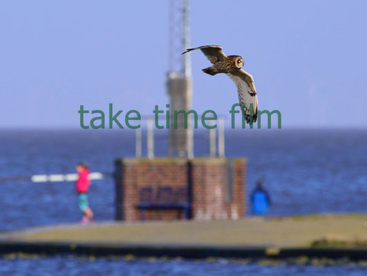 6 - Die Sumpfohreule zu Gast in Cuxhaven .