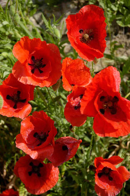 15- Klatschmohn, Mohnblumen, Mohn, rot