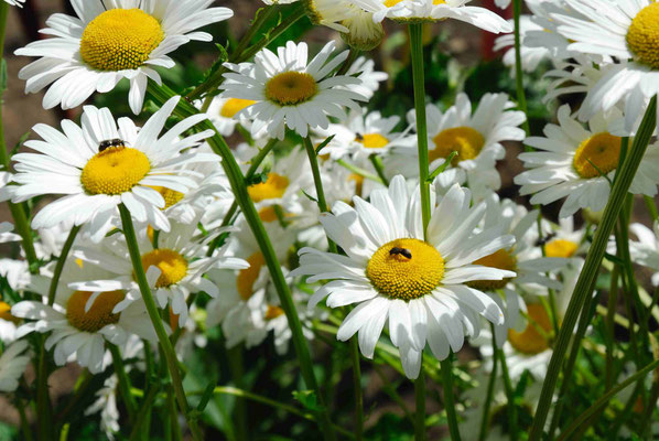 47- Mageriten, Blüten, Leucanthemum