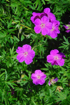 58- Storchenschnabel, rosa, Gartenblume, pink, klein, Blüten