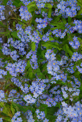 96- Vergissmeinnicht, Myosotis, Gartenblume, Blume, Blüte, hellblau, blau