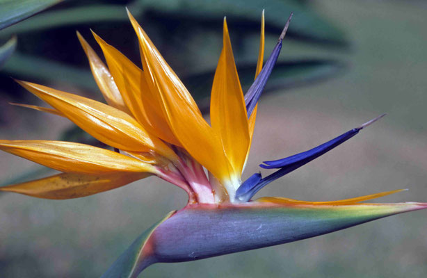 113- Strelitzie, Madeira, Blüte, orange, Strelitzia reginae, 