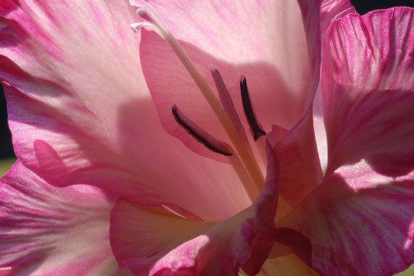 10- Gladiole, rosa, pink, Makro