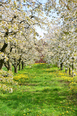 29- Apfelplantage in Blüte, Altes Land