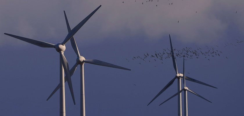 147 - Vogelschwarm, der an Windrädern vorbeifliegt - Problem der Schlagzahlen bei Zugvögeln.