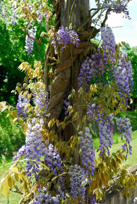 25- Blauregen, Wiserie, Wisteria, Glycine, gedreht, würgen