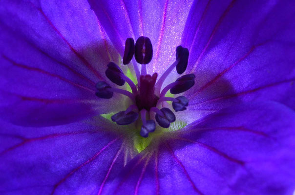 4-Malvem malva, lila, Nahaufnahme, Makro