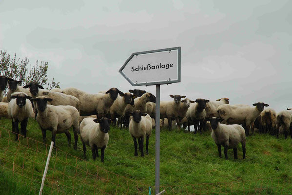 73- Schafe auf Deich mit Schiesstandschild, Weg zum Scha(f)fott