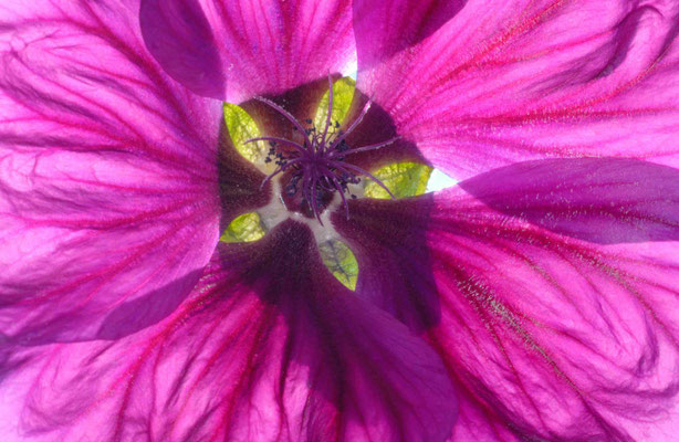 49- Malve, malva, nah, Nahaufnahme, Makro, Blüte, rosa, pink