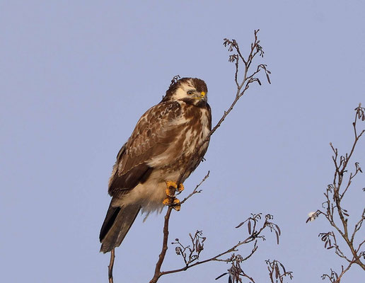 38- Bussard, Mäusebussard