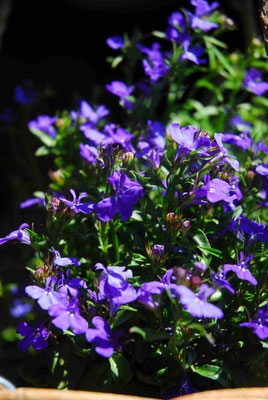 59- Lobelien, blau, Gartenblume, Garten, Balkon, Terasse, klein