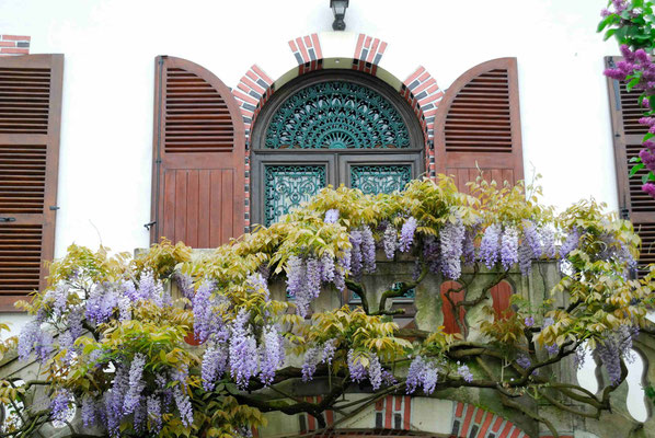 23- Blauregen, Wisterie, Wisteria, Glycine, Eingang, Wand, Haus, Fassade, Fensterläden