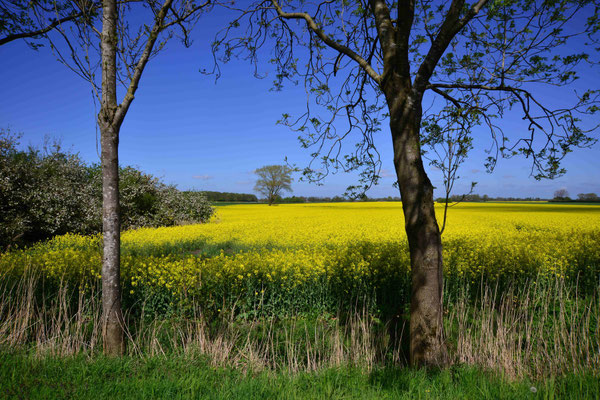 104-  Rapsfeld, Feld, Raps, Brassica Napus, Reps, Lewat, Colza, Canola