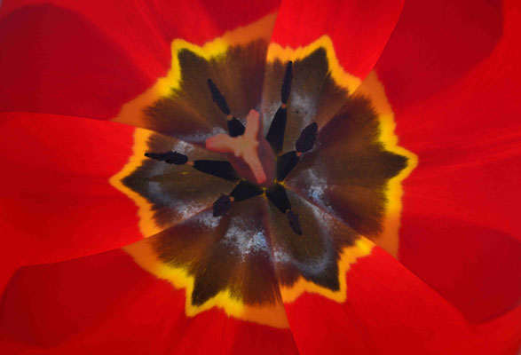 70- Tulpe, Blüte, Blatt, Detail, Nahaufnahme, Makro, rot