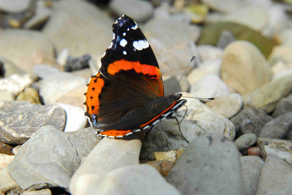 57- Admiral, Schmetterling, Edelfalter, Vanessa, Falter, Trinken, Steinen, Flussbett