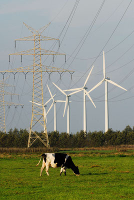 148 - Windräder in Norddeutschland mit Kuh auf der Weide im Vordergrund. 