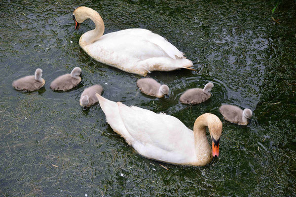 22 - Schwanfamilie mit ihrem Nachwuchs.