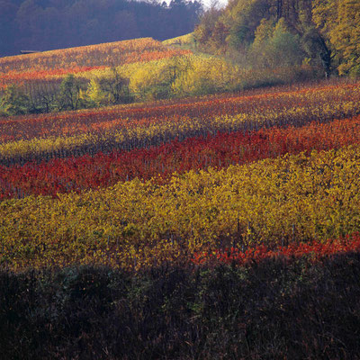 52- Weinberg, Weinbau, Wein, Herbstfärbung, Herbst, Bunte Blätter, Weinlaub