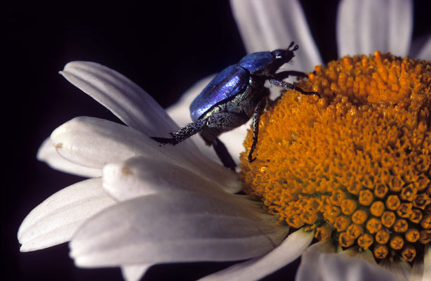 64- Minzeblattkäfer, blauer Käfer auf Margaritenblüte.