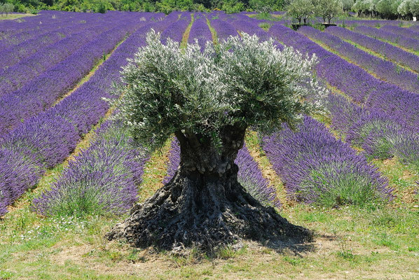 43- Lavendel, Lavendelfeld, lavande, Provence, Olivenbaum, alt