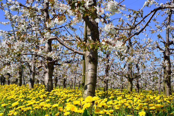 163 - Löwenzahnwiese mit Apfelbäumen in voller Blüte im Alten Land.