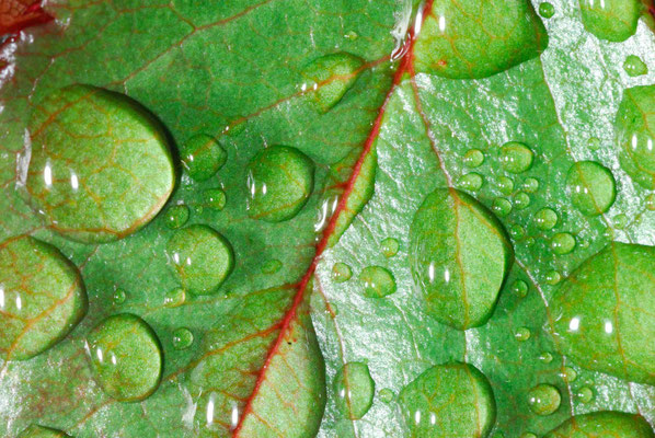 19- Blatt mit Tropfen, Wassertropfen, Regen