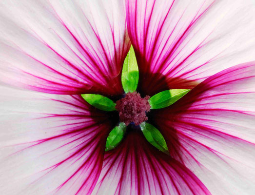 48- Malve, malva, nah, Nahaufnahme, Makro, Blüte, rosa, weiss, rot