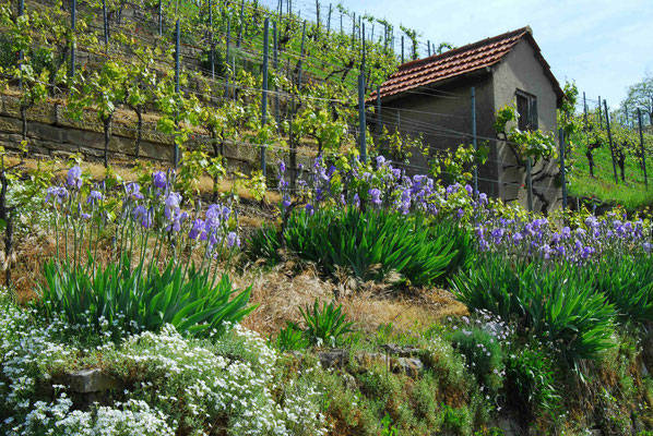 48- Weinberg, mit Iris, Blumen, Weinberghütte