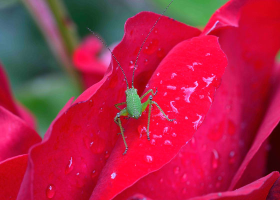 5-Rosenblüte mit Grashopper, Grashüpfer, Rose