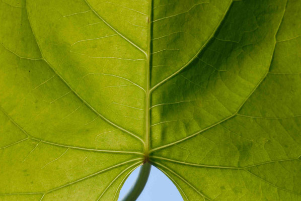 65- Blatt, Gegenlicht, Nahaufnahme, Makro