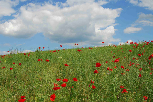88- Klatschmohnwiese, Klatschmohn, Mohn, Wiese, Sommerwiese, Blühen, Blüten, Sommer