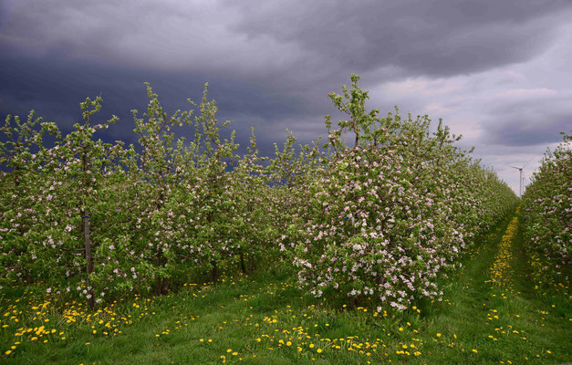 34- Apfelplantage in Blüte, Altes Land