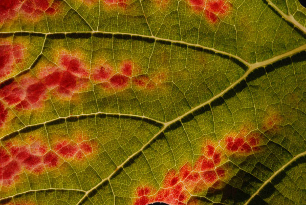 111- Weinblatt, Weinlaub,  Blatt, Gegenlicht, Nahaufnahme, Makro, Herbstfärbung