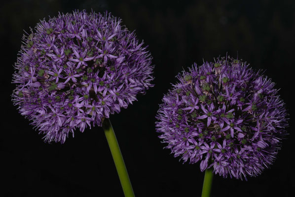 99- Allium, Sternkugellauch, Zierlauch, lila, Dolde, rund